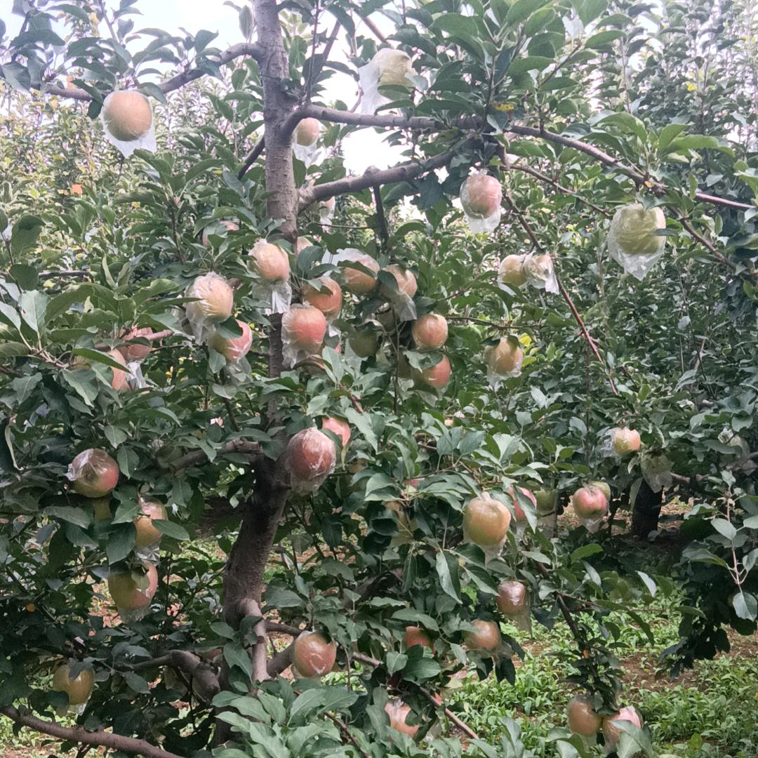 我家是苹果园2块5一斤。