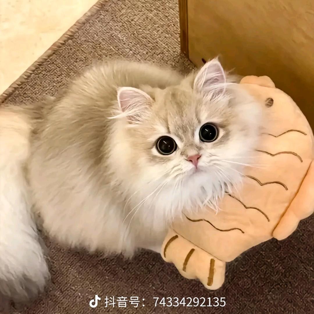 茉莉卡乐宠物食品