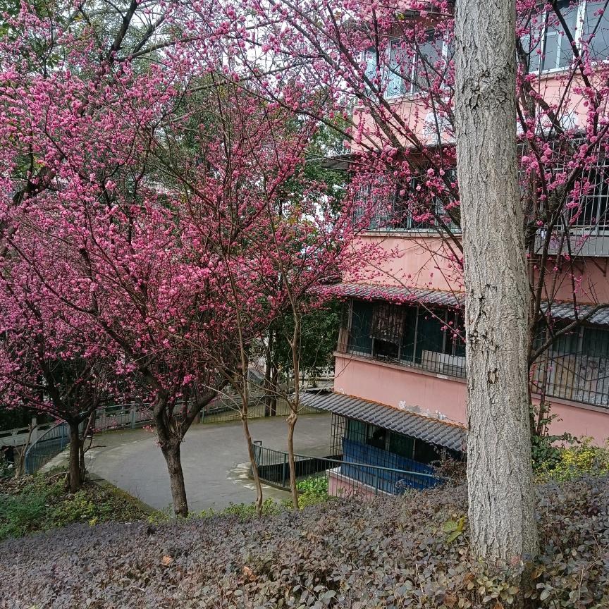 香香