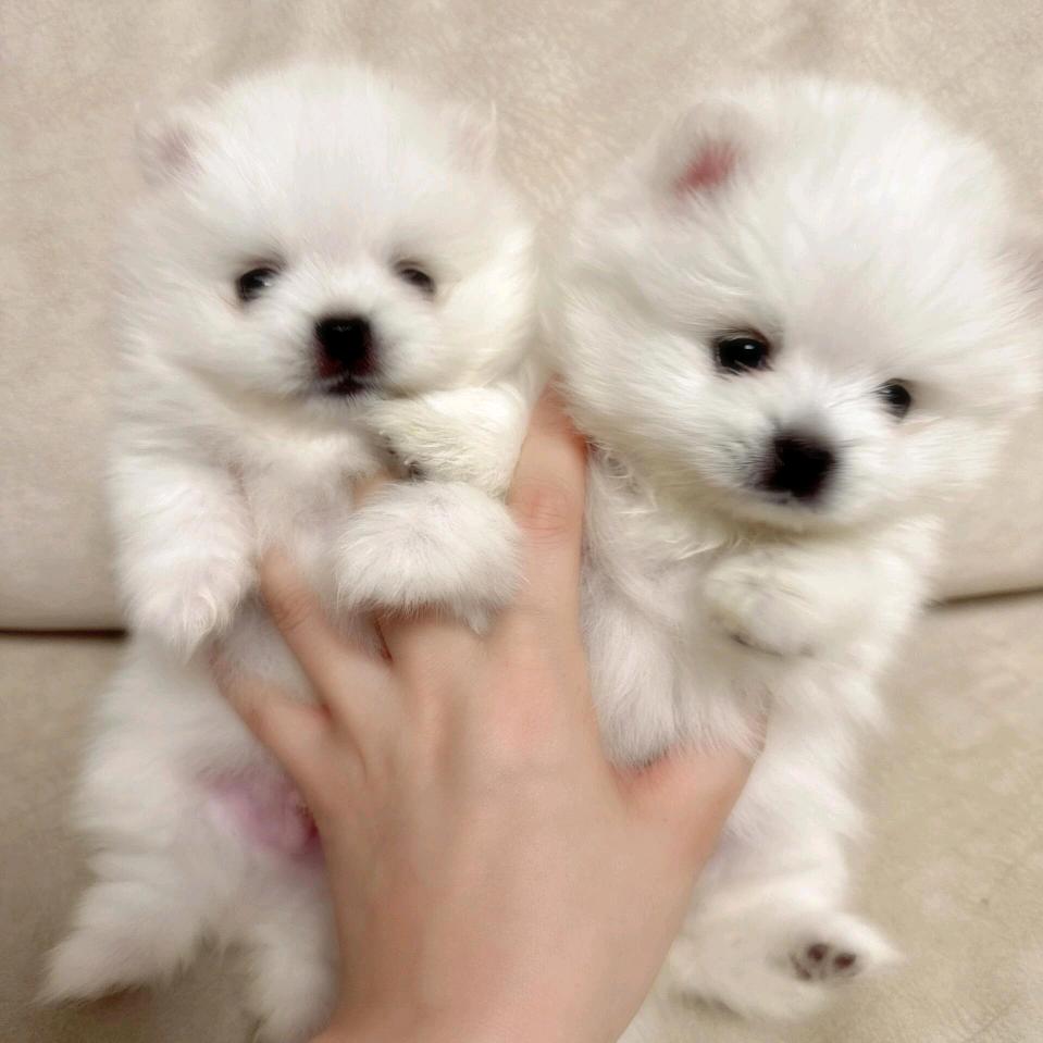 牵着小狗去散步