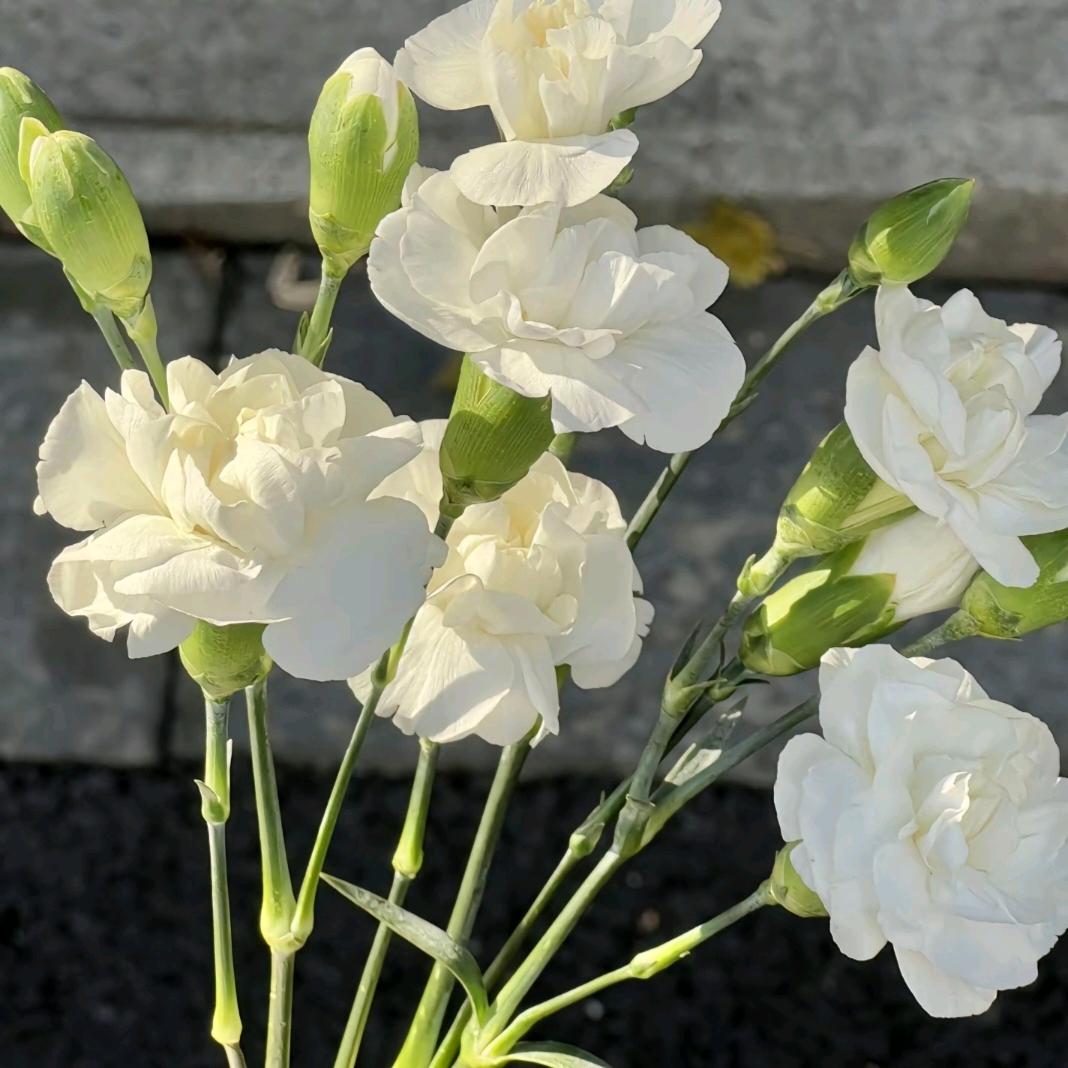 柚c茉莉花