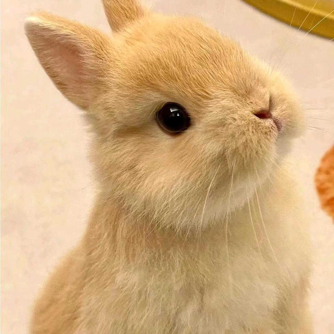 宠上天兔宠