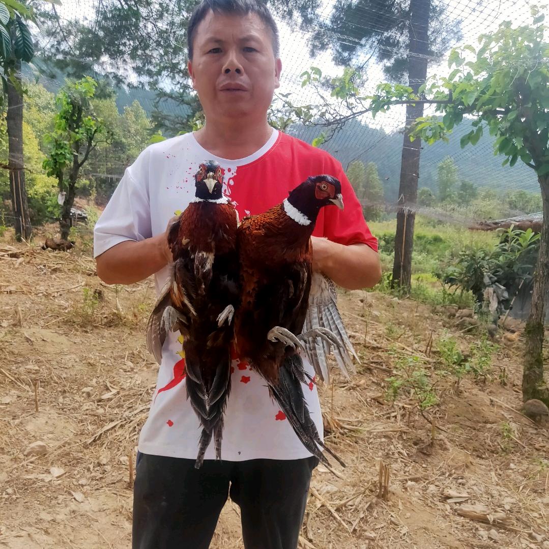 欧哥助农返乡创业养殖家庭农场