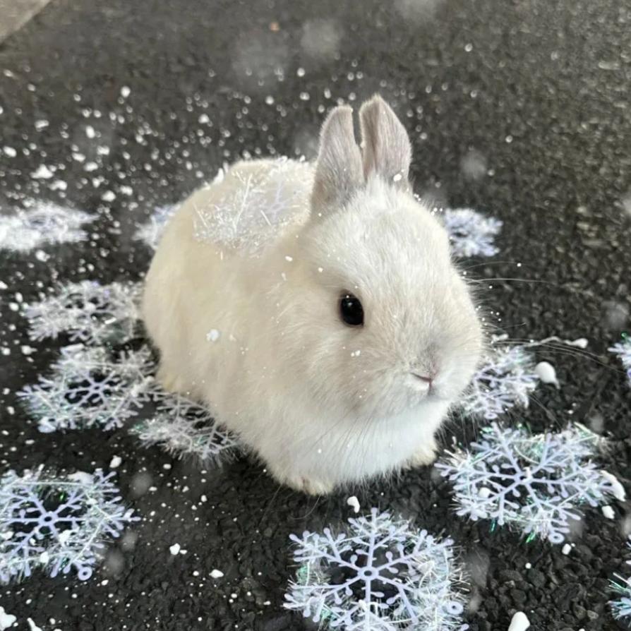 止痛药🐾🐰