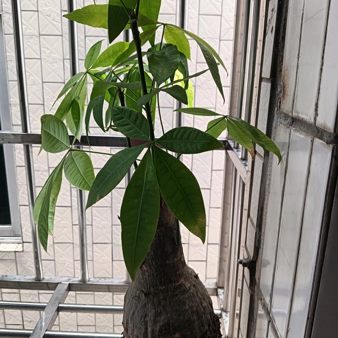 直播返场