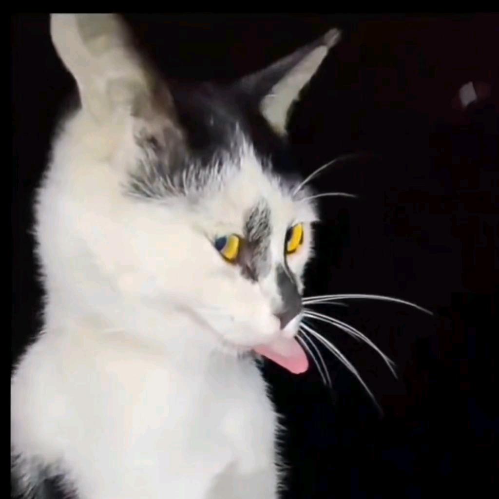 18岁8块腹肌青筋男大励志成为撸猫煮包