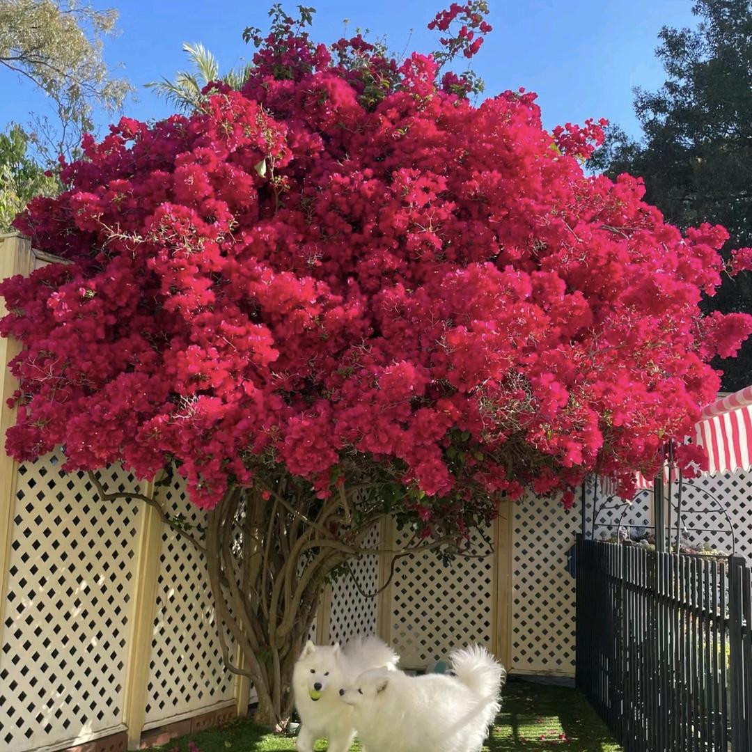 花花绿植（1）