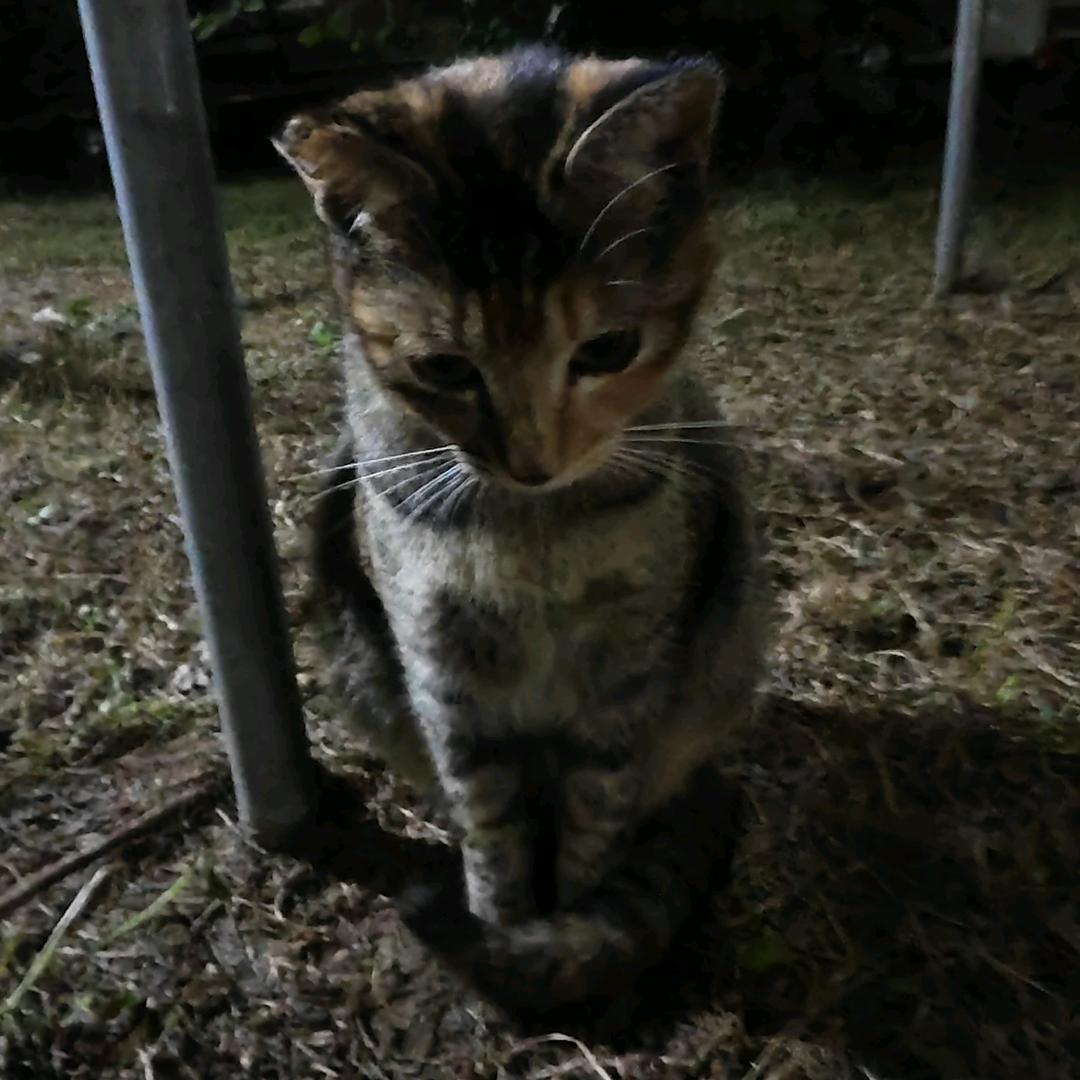 恁恁