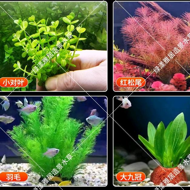 绿漾雅居造景水草