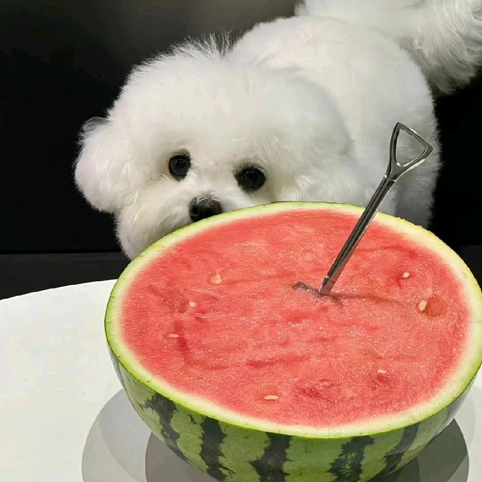 小圆啊小圆.
