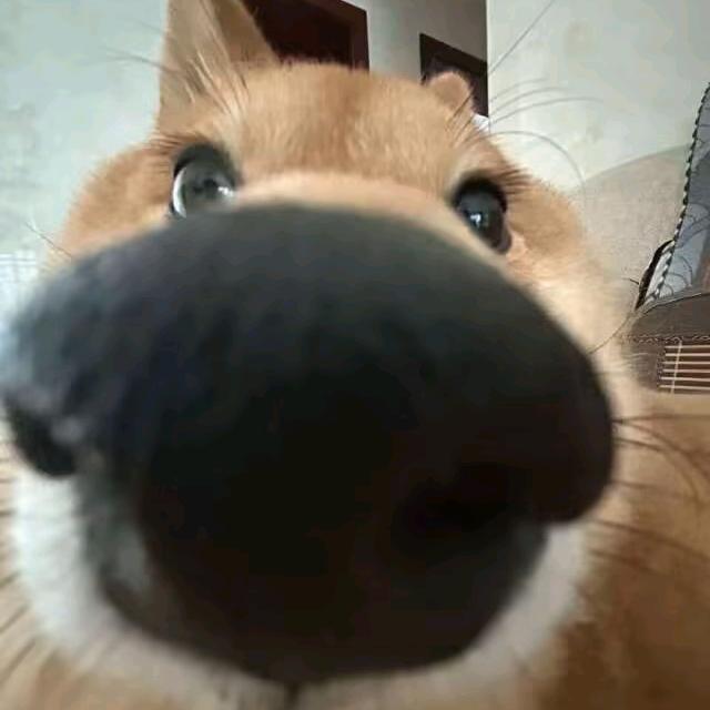 你大爷