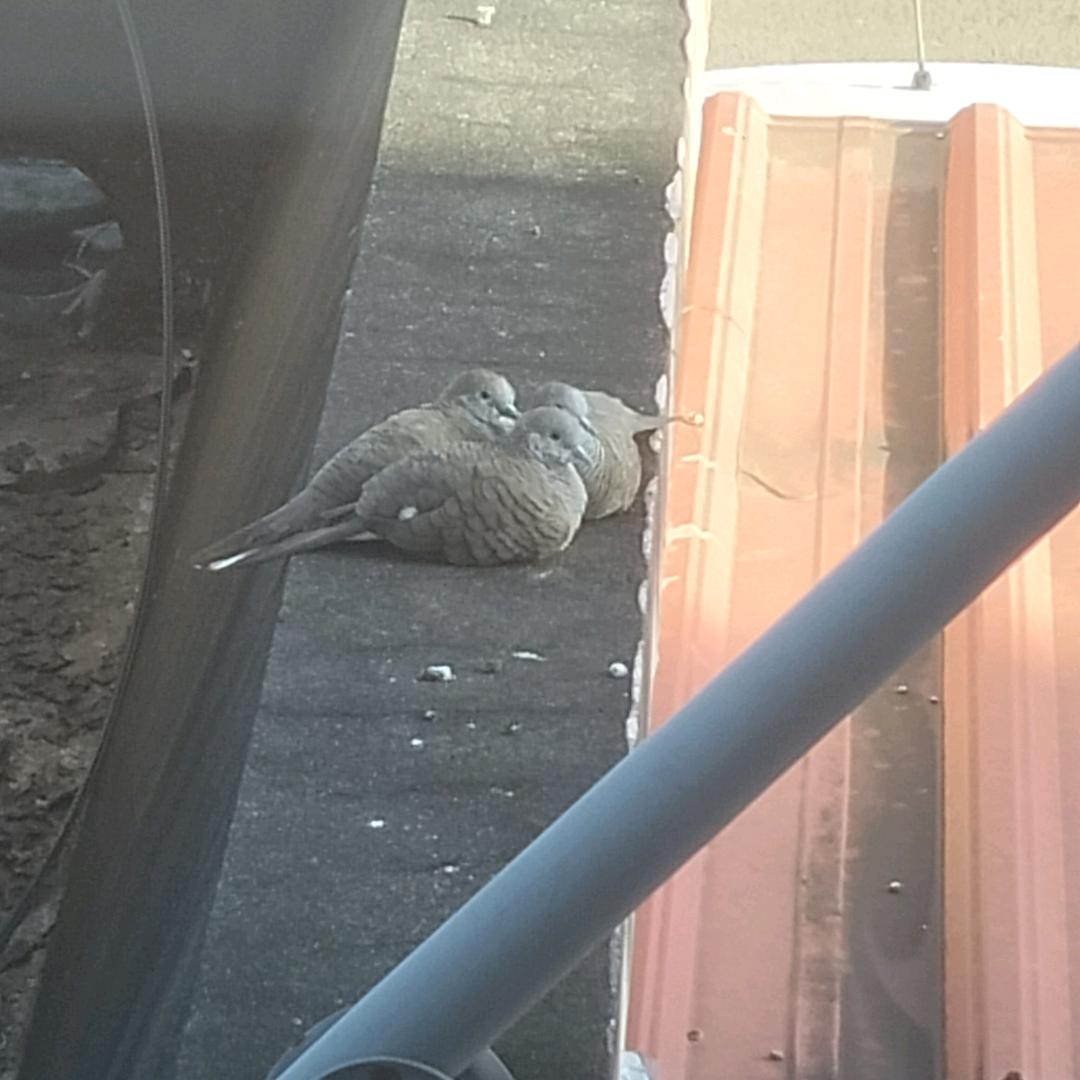 燕♏+INFP (厌世ing)