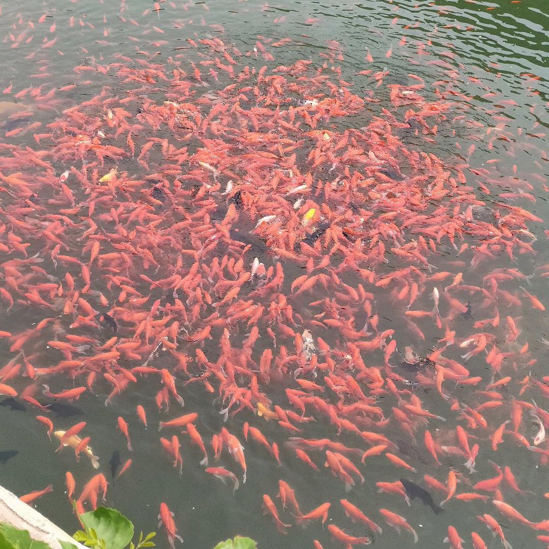 城源工艺的小洋(各种旗帜)