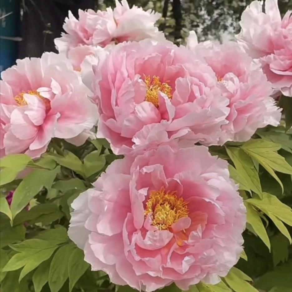 菏泽领航花卉有限公司