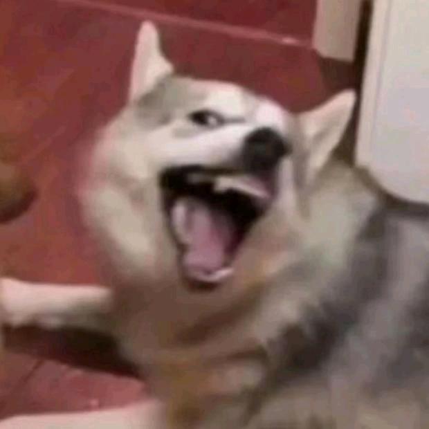 💩到淋头还敢搅便（刘忙two）