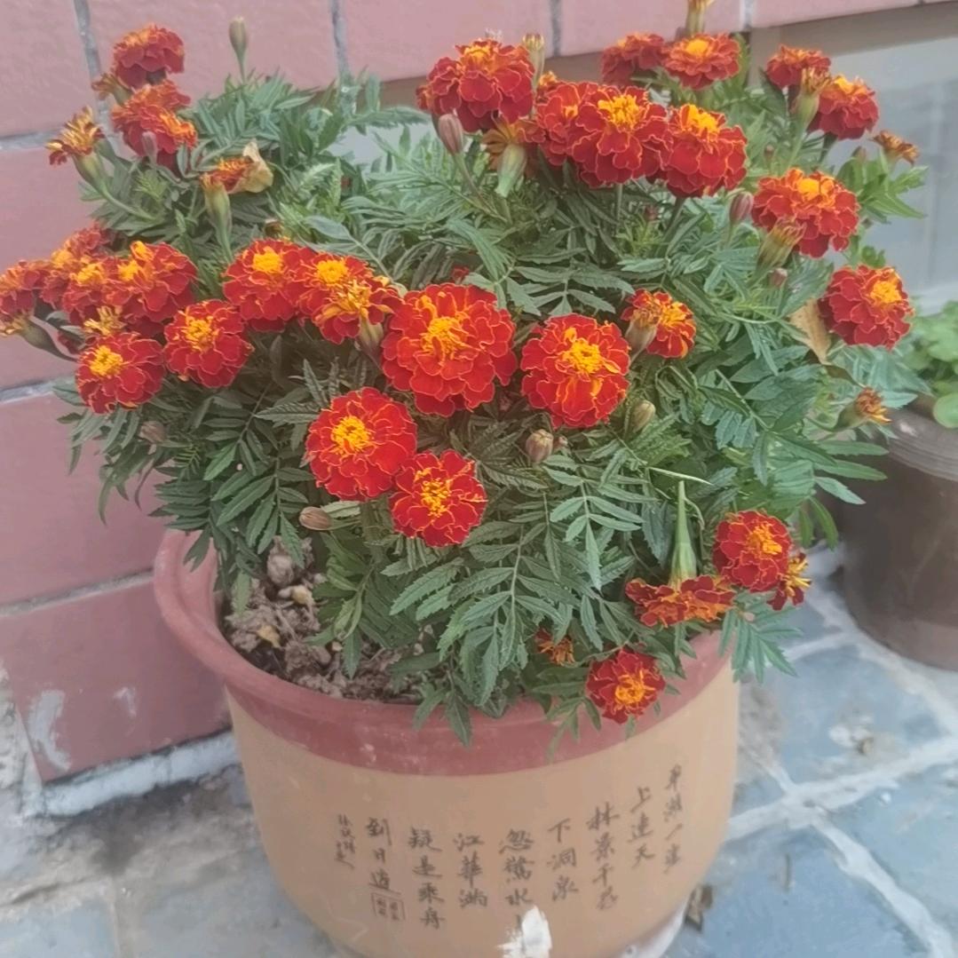 60后的老阿姨（拒私聊）
