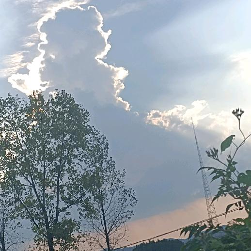 云上有一棵杨梅树