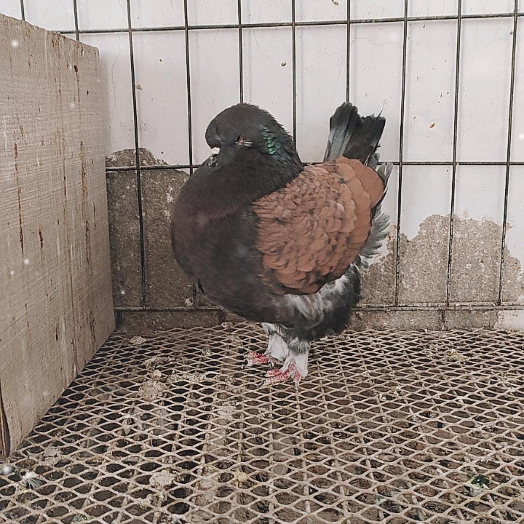 老王大体国系元宝