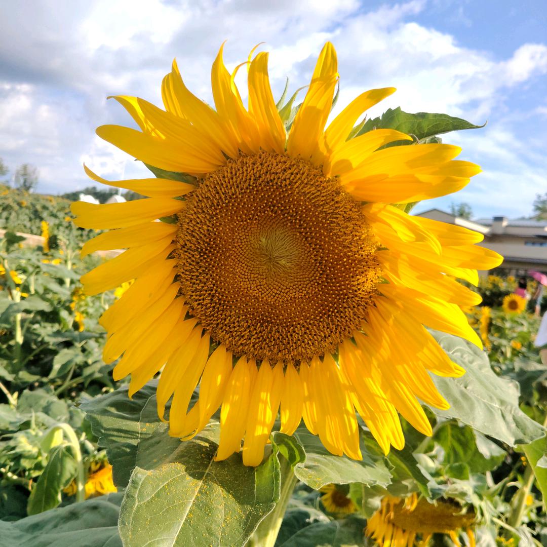 ⁵²ᐤ᭄爱运动的我꧔ꦿ໌ᮨ້₁ᵌ₁⁴