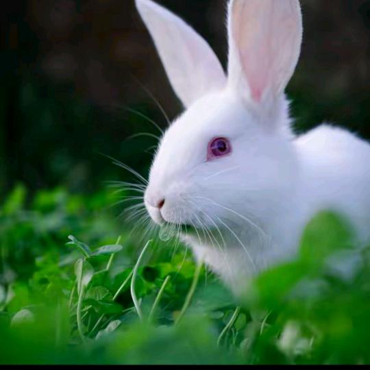 六三年《🐇兔》