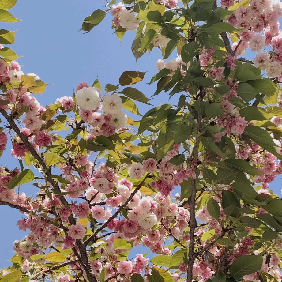 扶桑