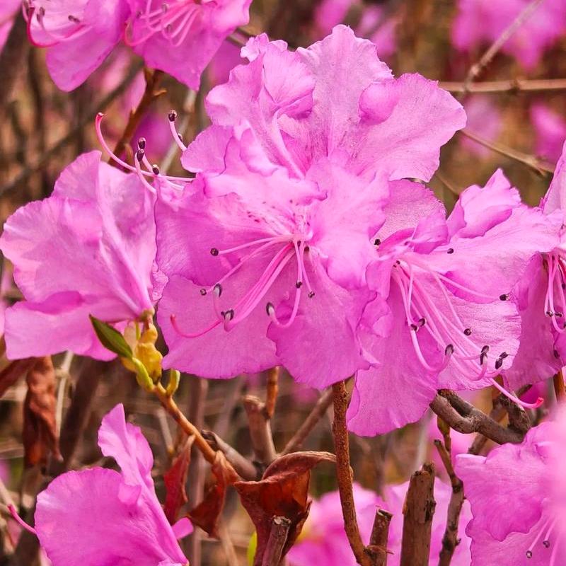 哈蜜瓜兮兮日记❤