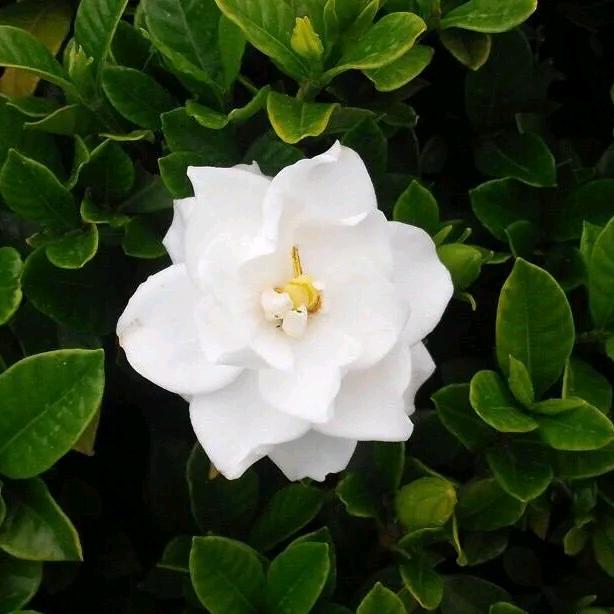 Gardenia
