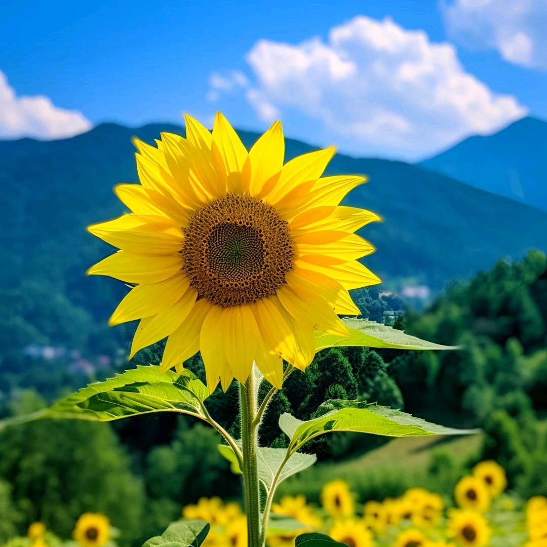 🌻静怡生惠🌻