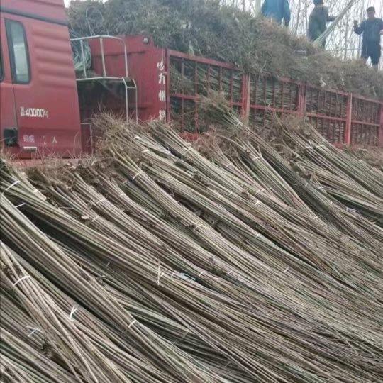 临清绿之源一107速生杨树苗