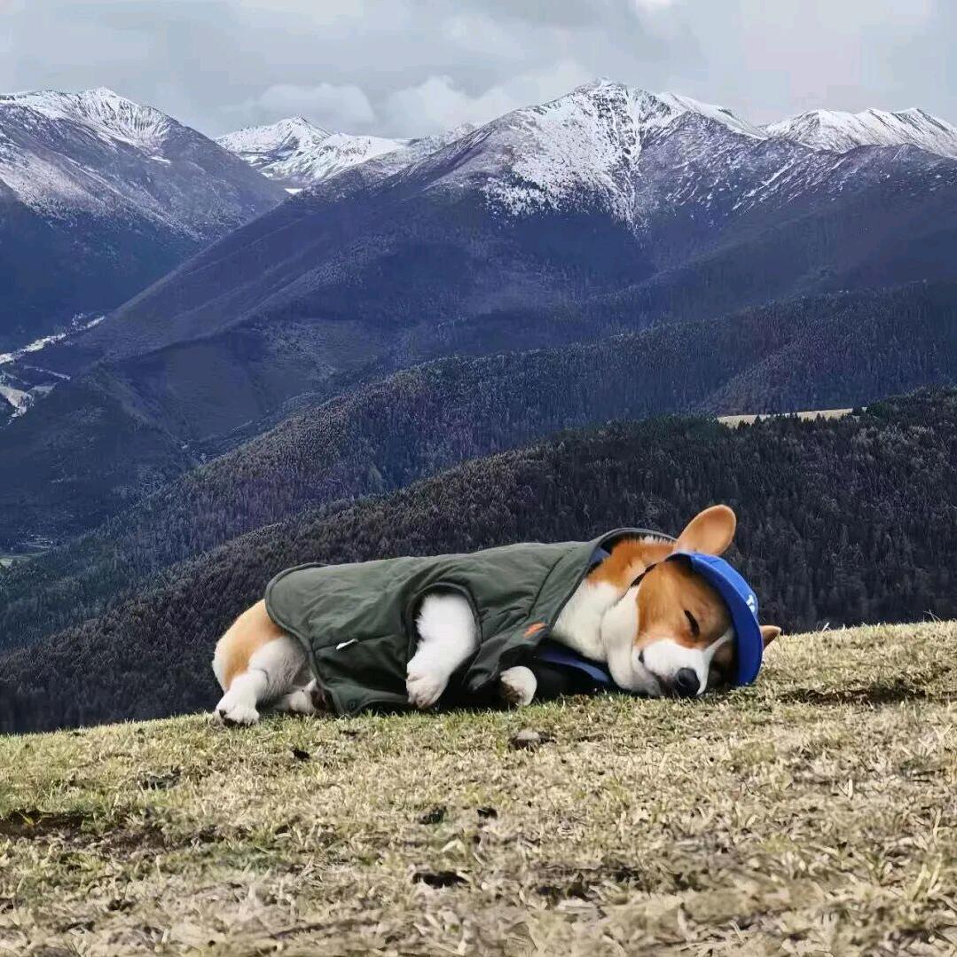 咚咚锵