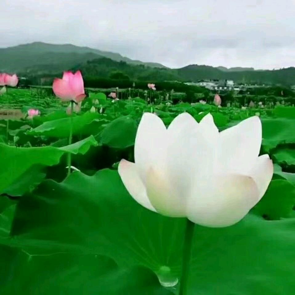 颈椎，鼻炎，腰间盘突出