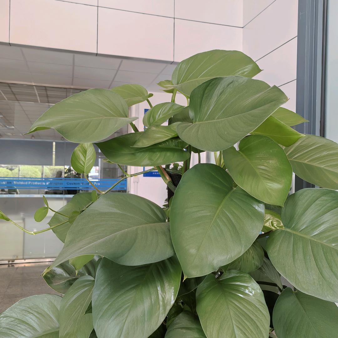 丑女怎么变美女