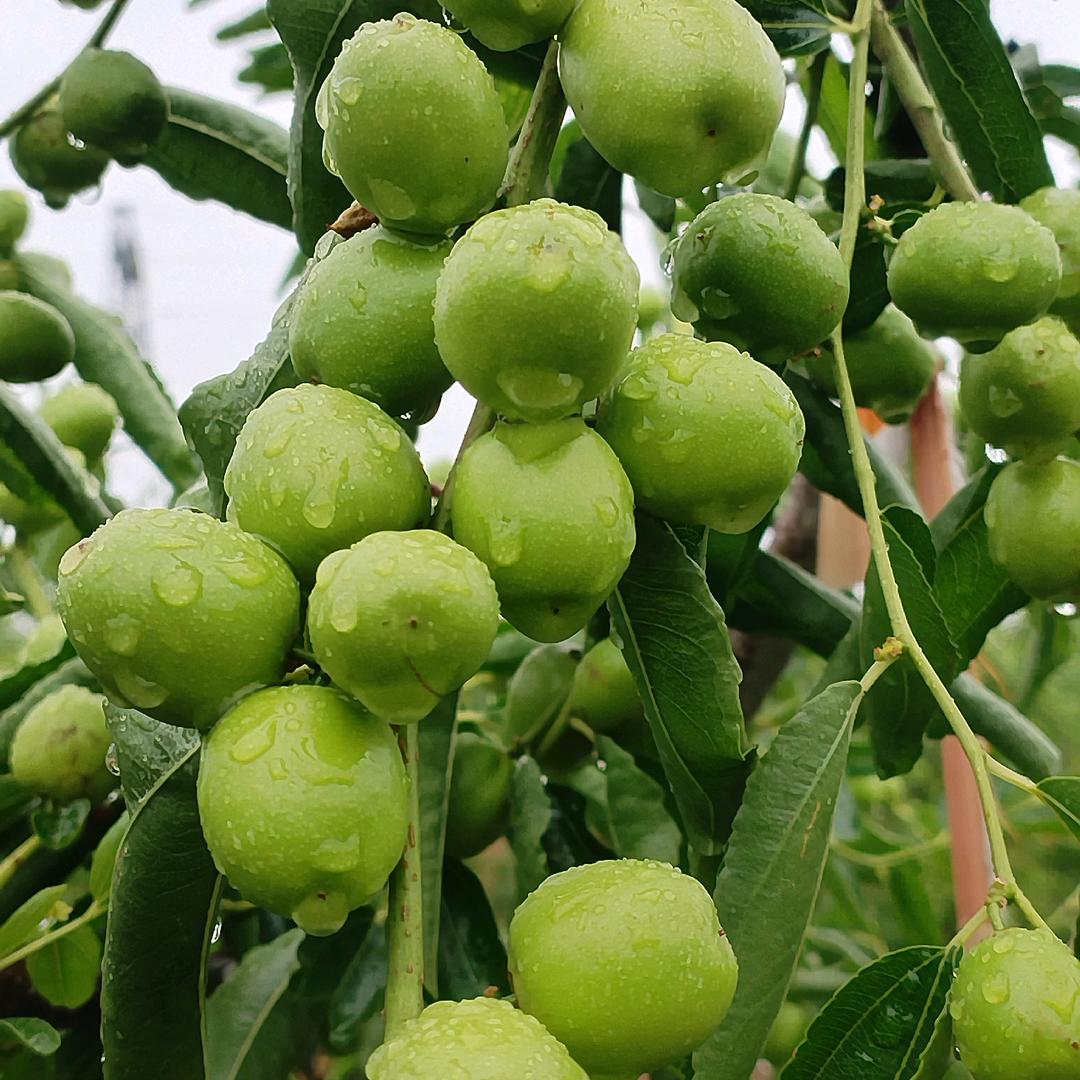 老河口市西韩坡冬枣园