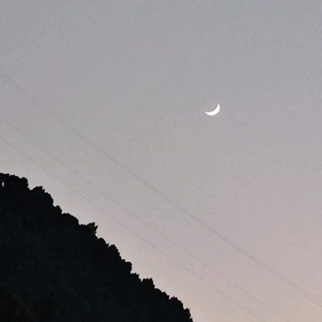 夭夭