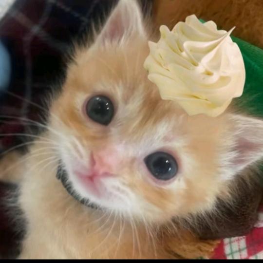 猫猫雨