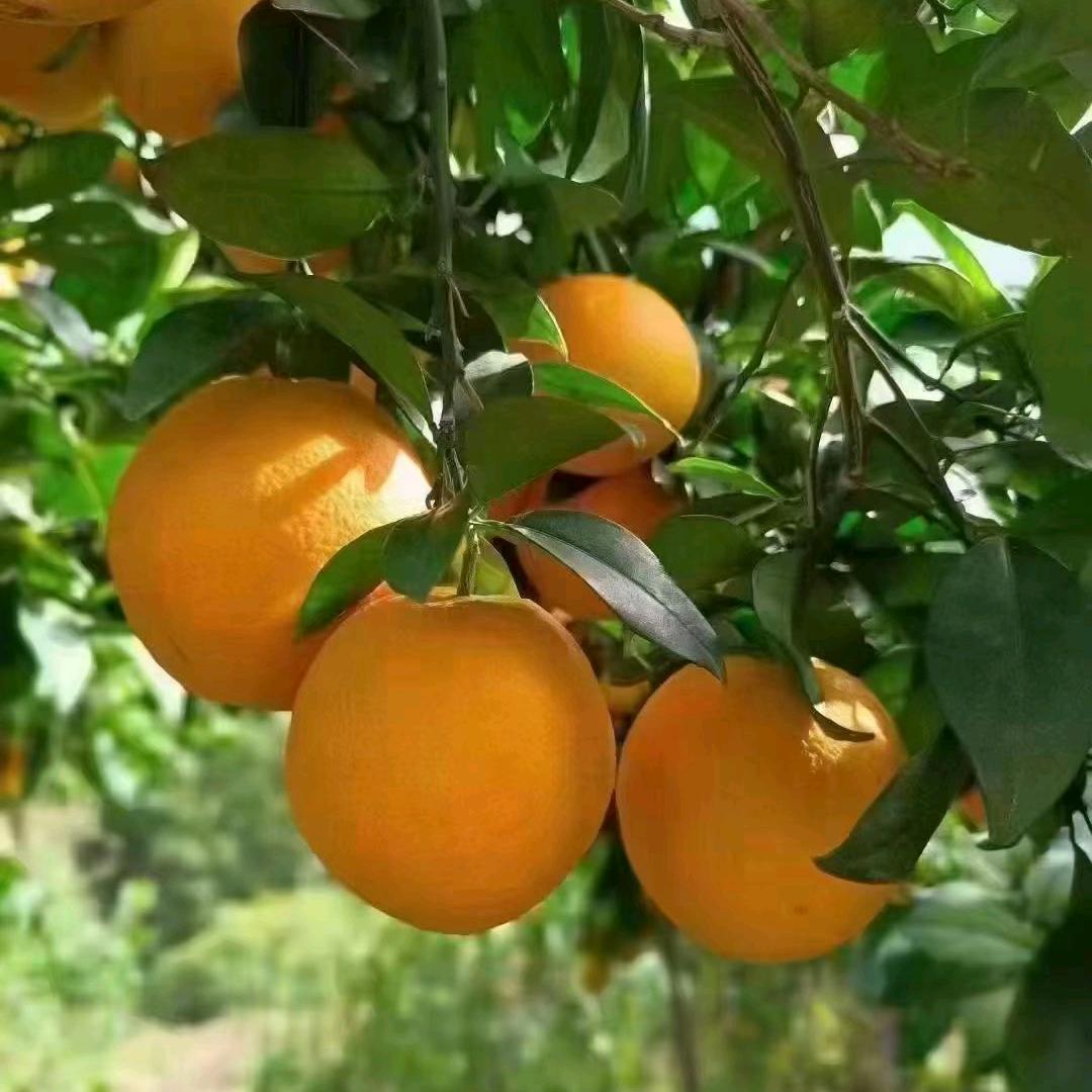 卖赣南脐橙的老表