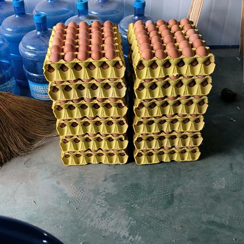 80后养鸡小梅（守村人）