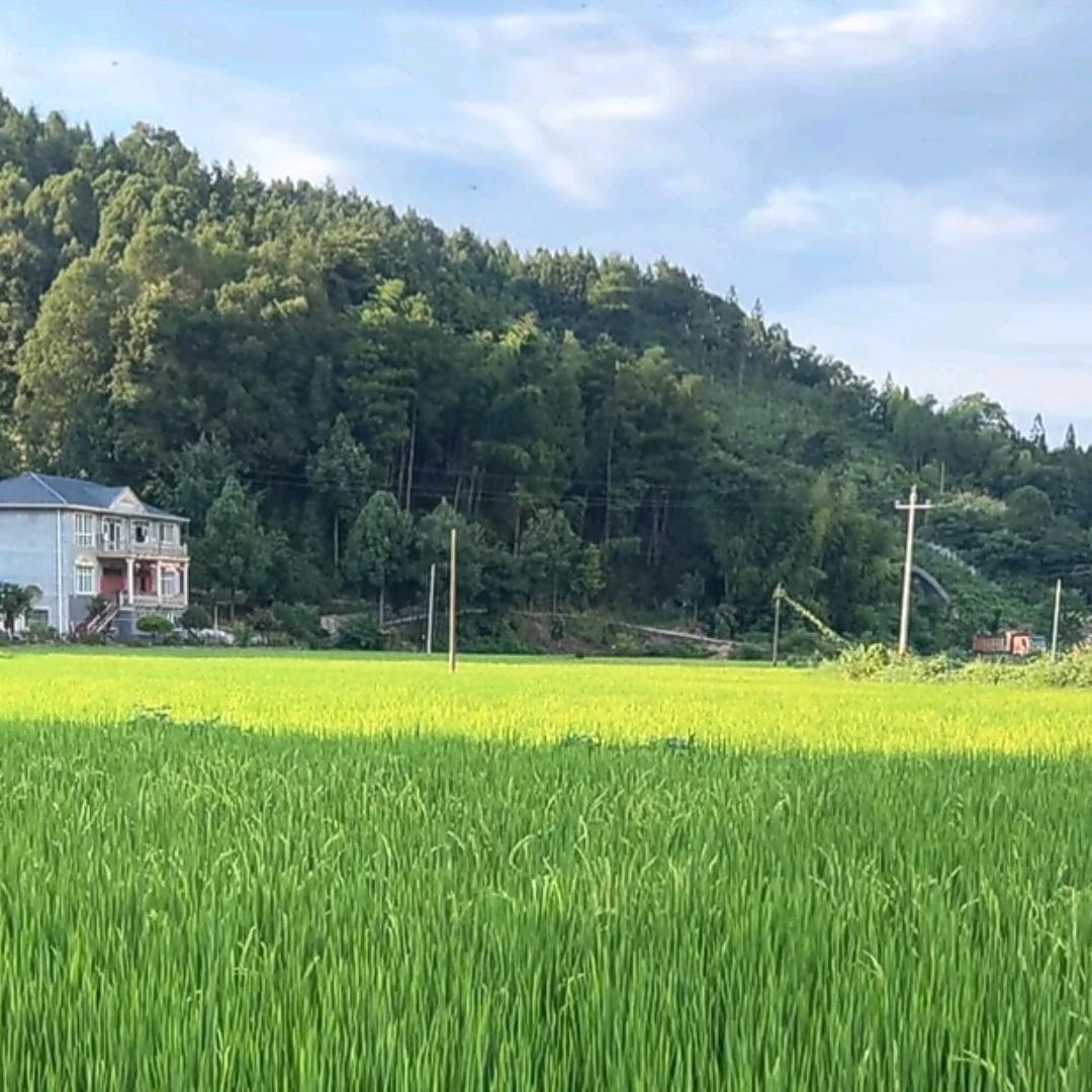 何花💐