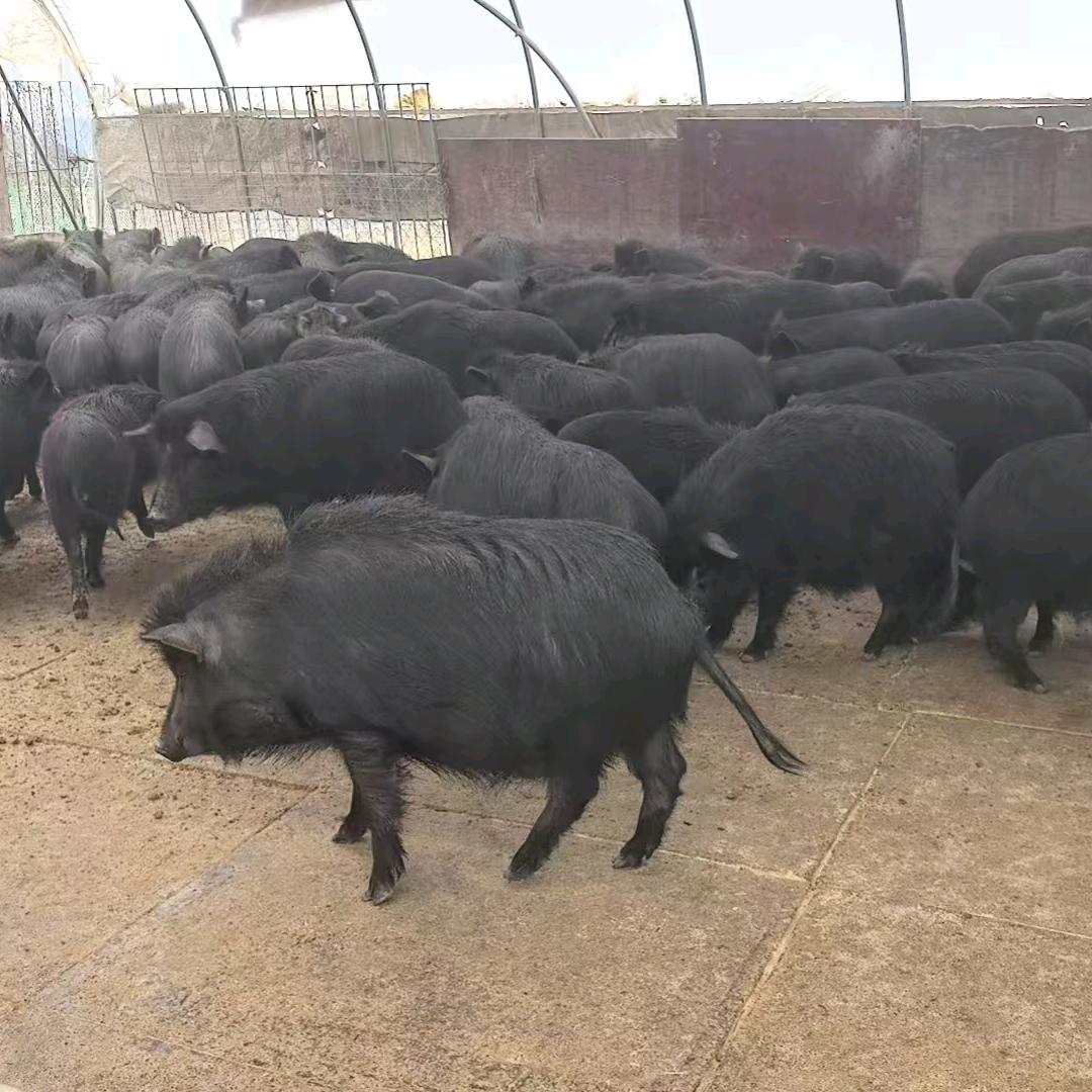 大型种猪基地