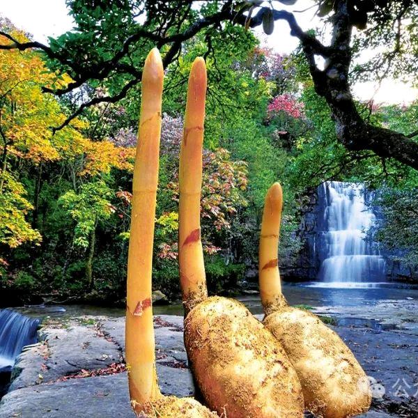 🌻农业种植🌾小陈🍅