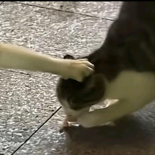 treat