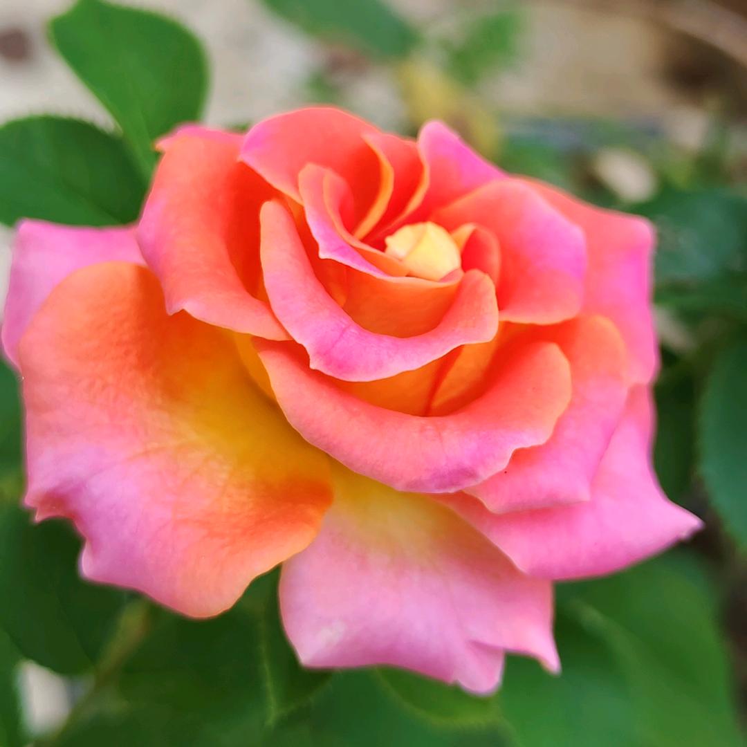 🌸雪儿✨🌼🌼