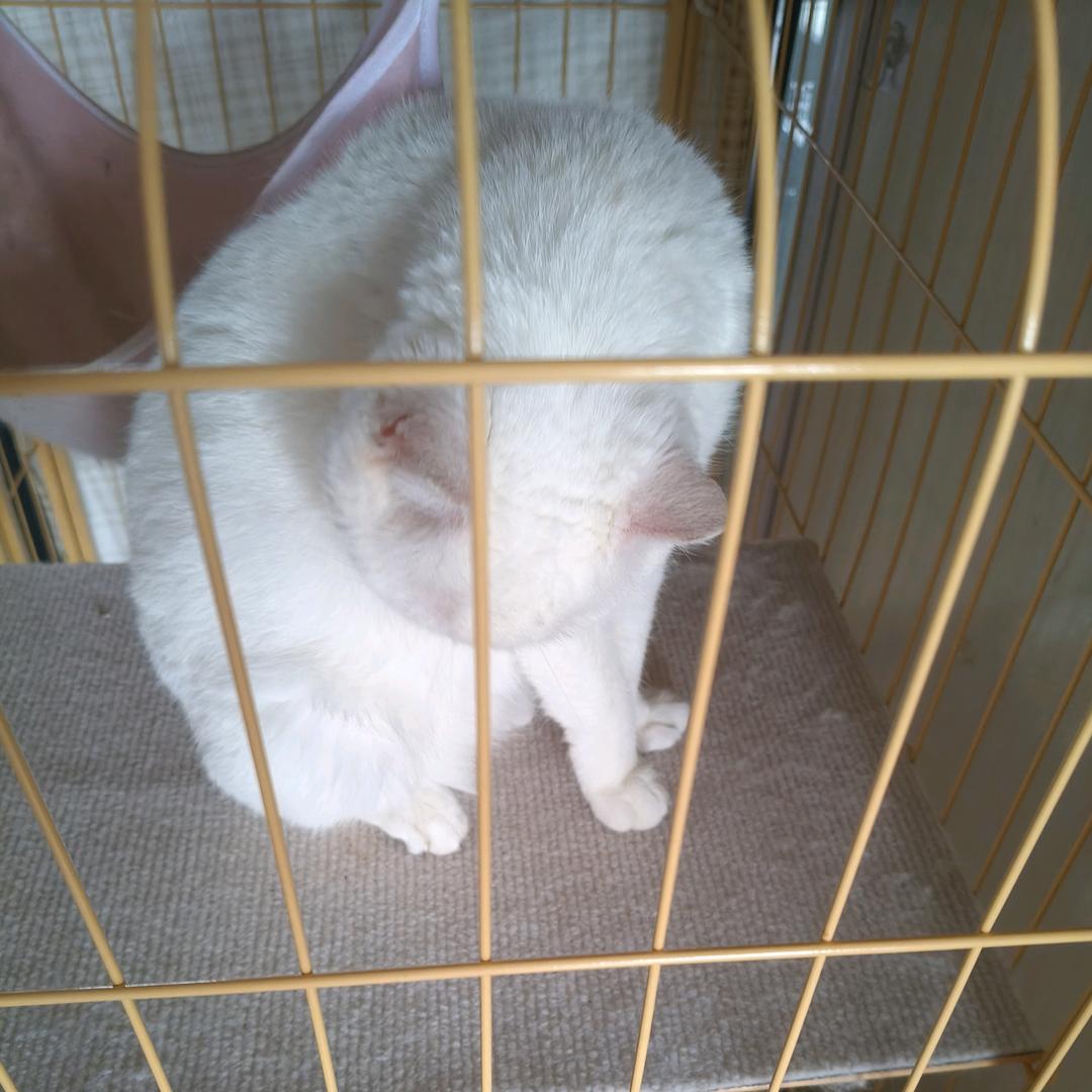 小林家有5只猫🐱