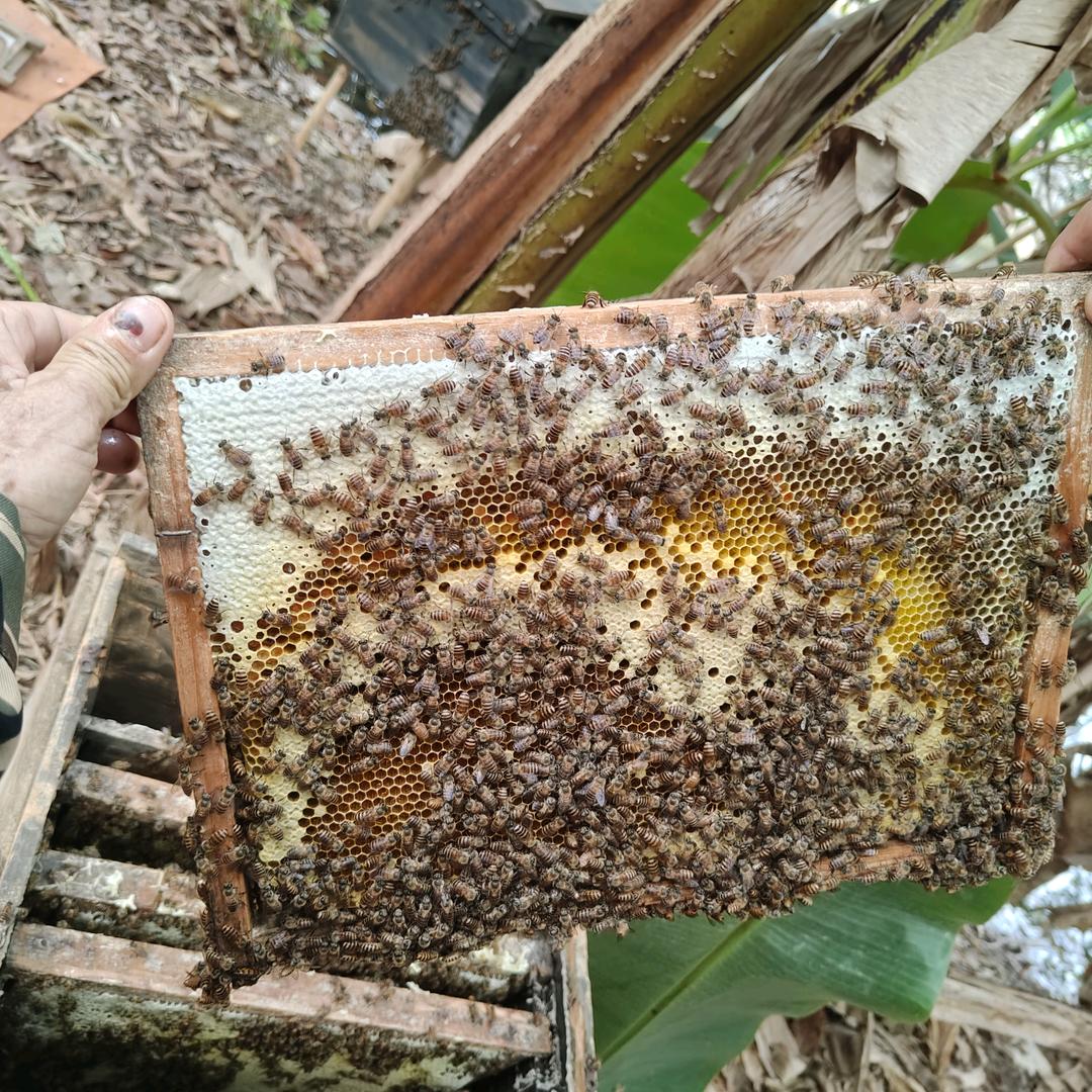 甜蜜老陈，