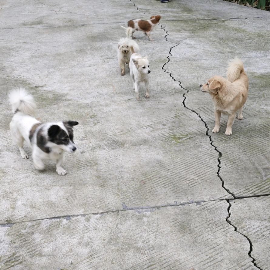 凤舞龙乡铜梁黑鸡