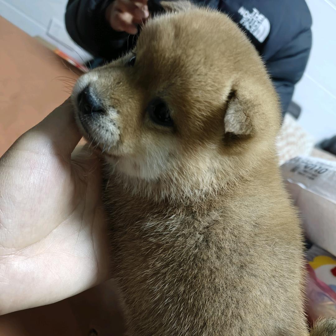 林姐汪汪队