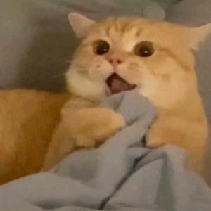 荔枝成为顶峰高手