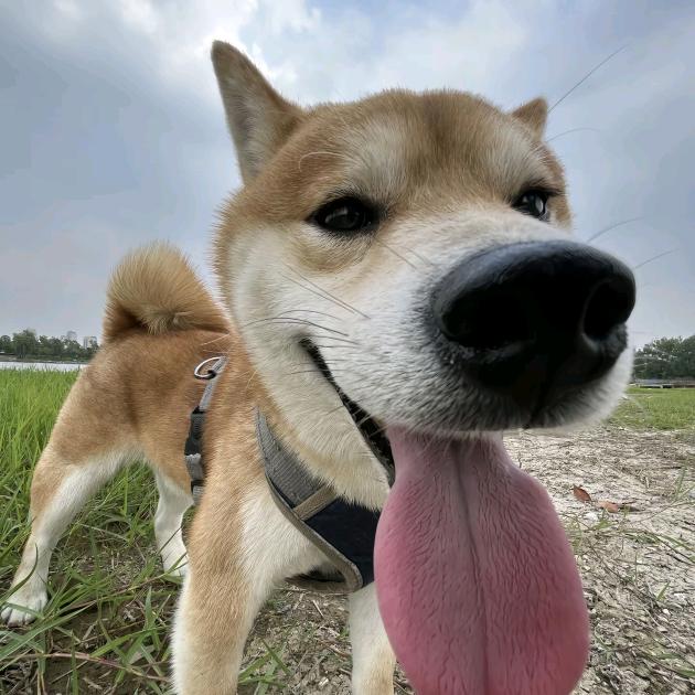 肆-