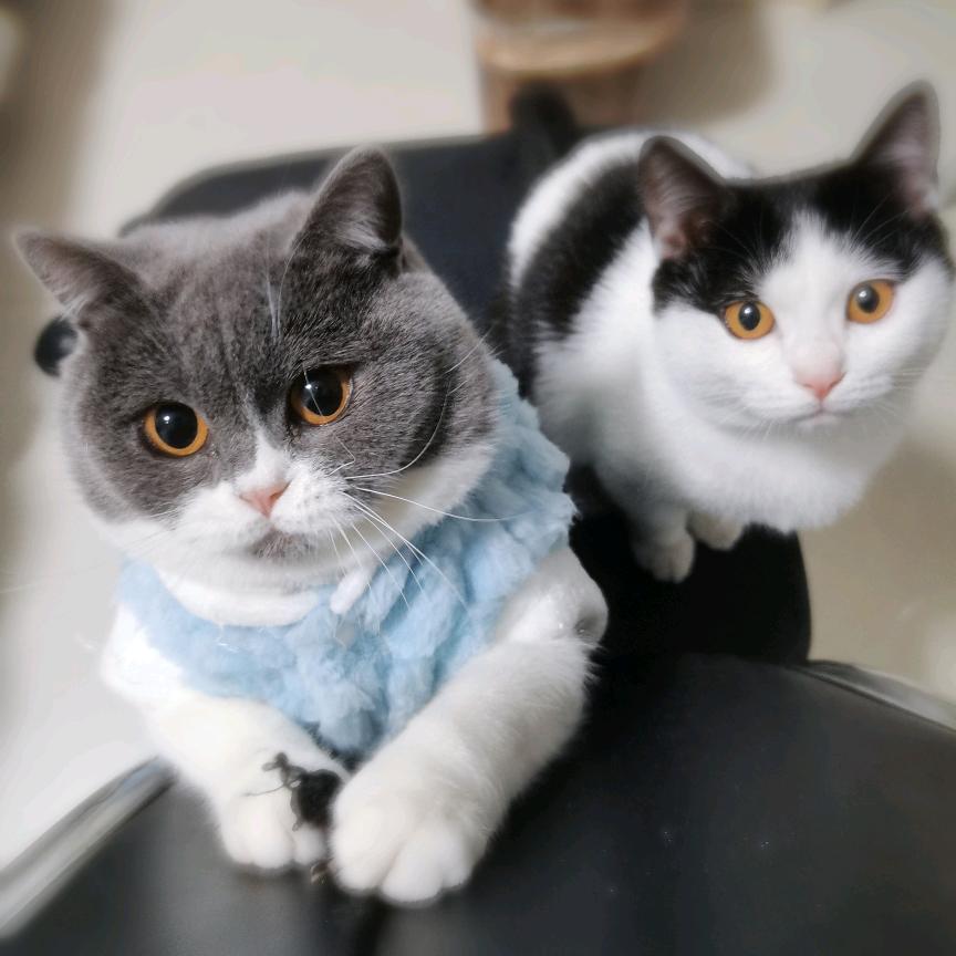 小柯（三角洲跑刀）