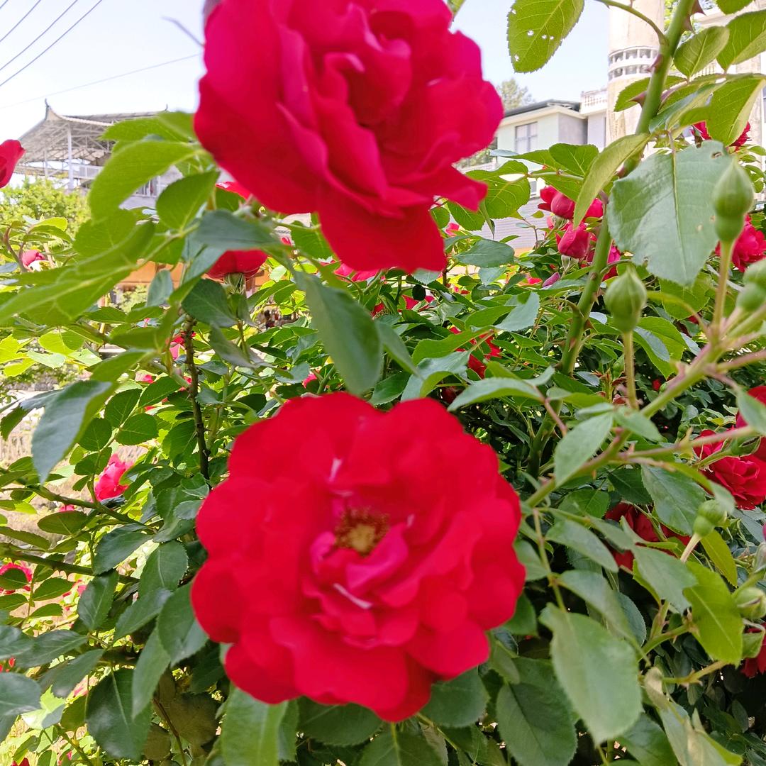 农村宝妈